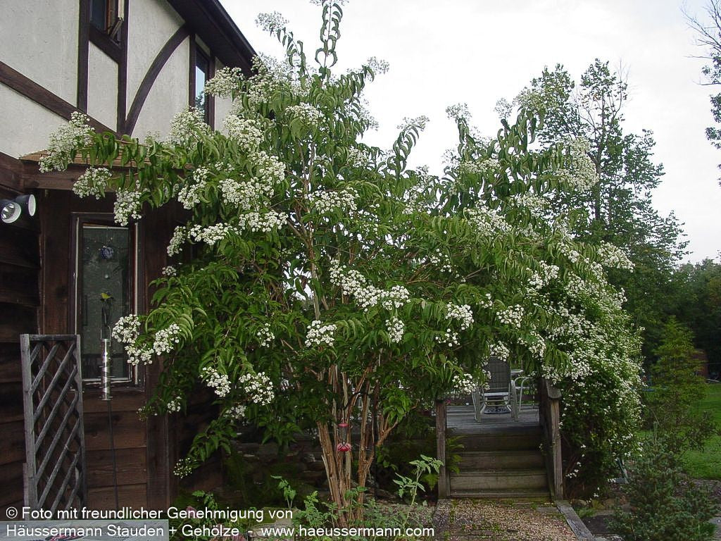 Sieben-Söhne-des-Himmels-Baum (Heptacodium miconioides)