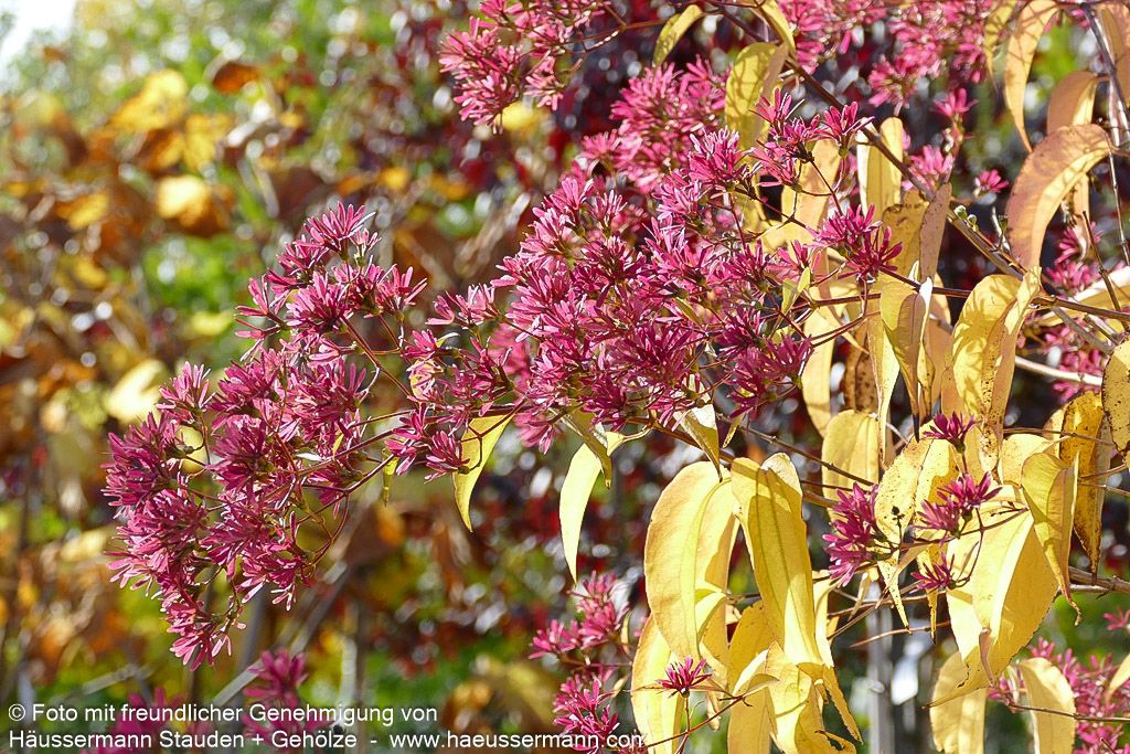 Sieben-Söhne-des-Himmels-Baum (Heptacodium miconioides)
