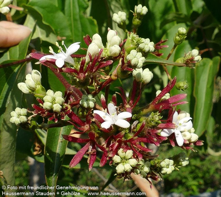 Sieben-Söhne-des-Himmels-Baum (Heptacodium miconioides)