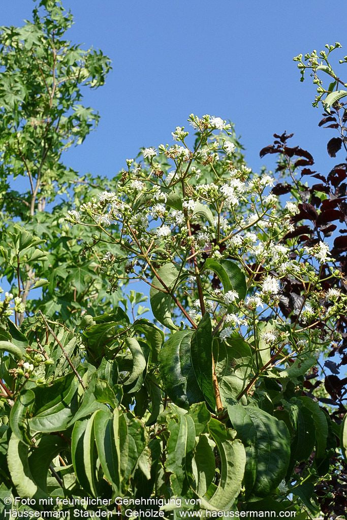 Sieben-Söhne-des-Himmels-Baum (Heptacodium miconioides)