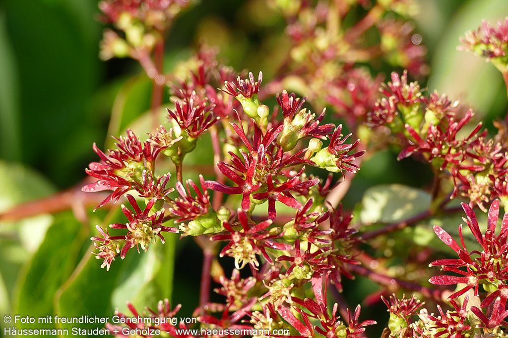 Sieben-Söhne-des-Himmels-Baum (Heptacodium miconioides)