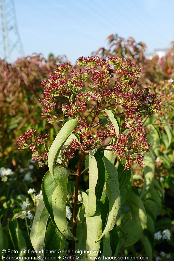 Sieben-Söhne-des-Himmels-Baum (Heptacodium miconioides)