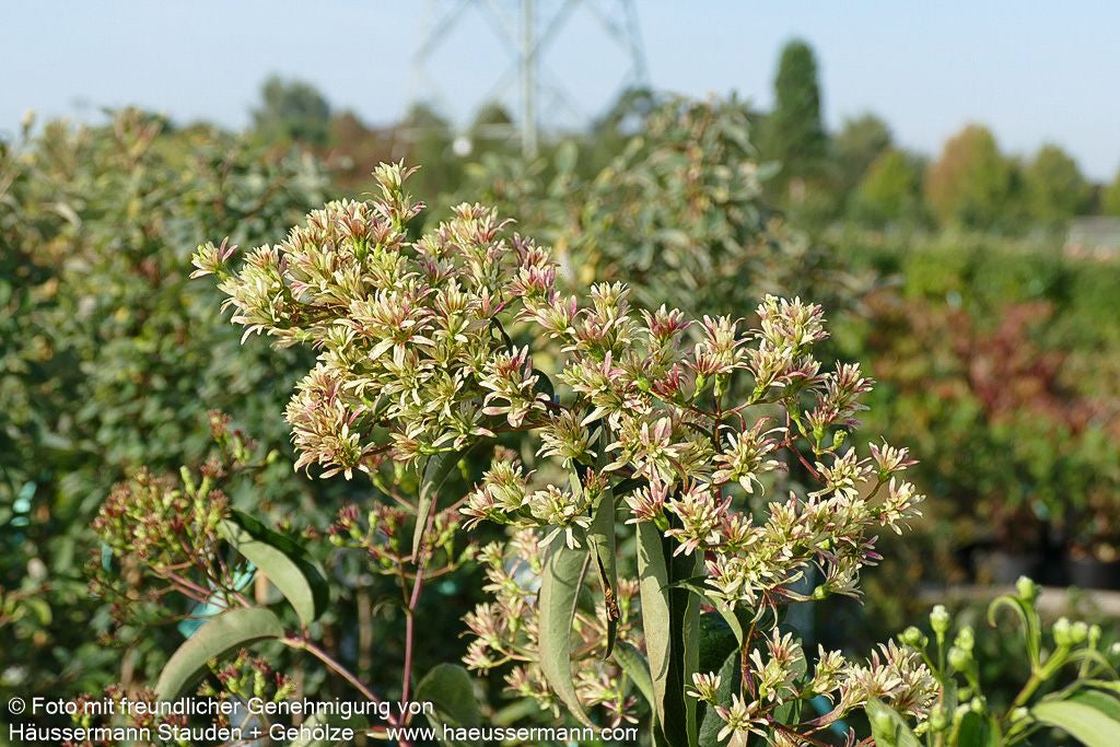 Sieben-Söhne-des-Himmels-Baum (Heptacodium miconioides)