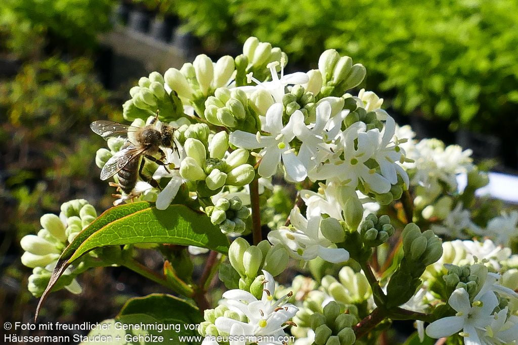 Sieben-Söhne-des-Himmels-Baum (Heptacodium miconioides)