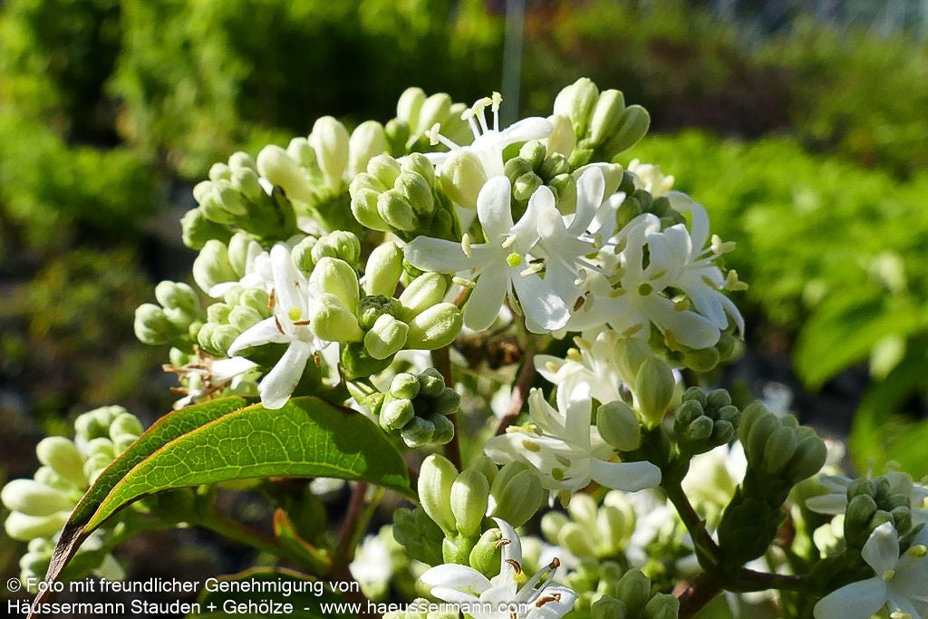 Sieben-Söhne-des-Himmels-Baum (Heptacodium miconioides)