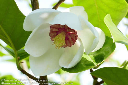 Siebolds Magnolie (Magnolia sieboldii)