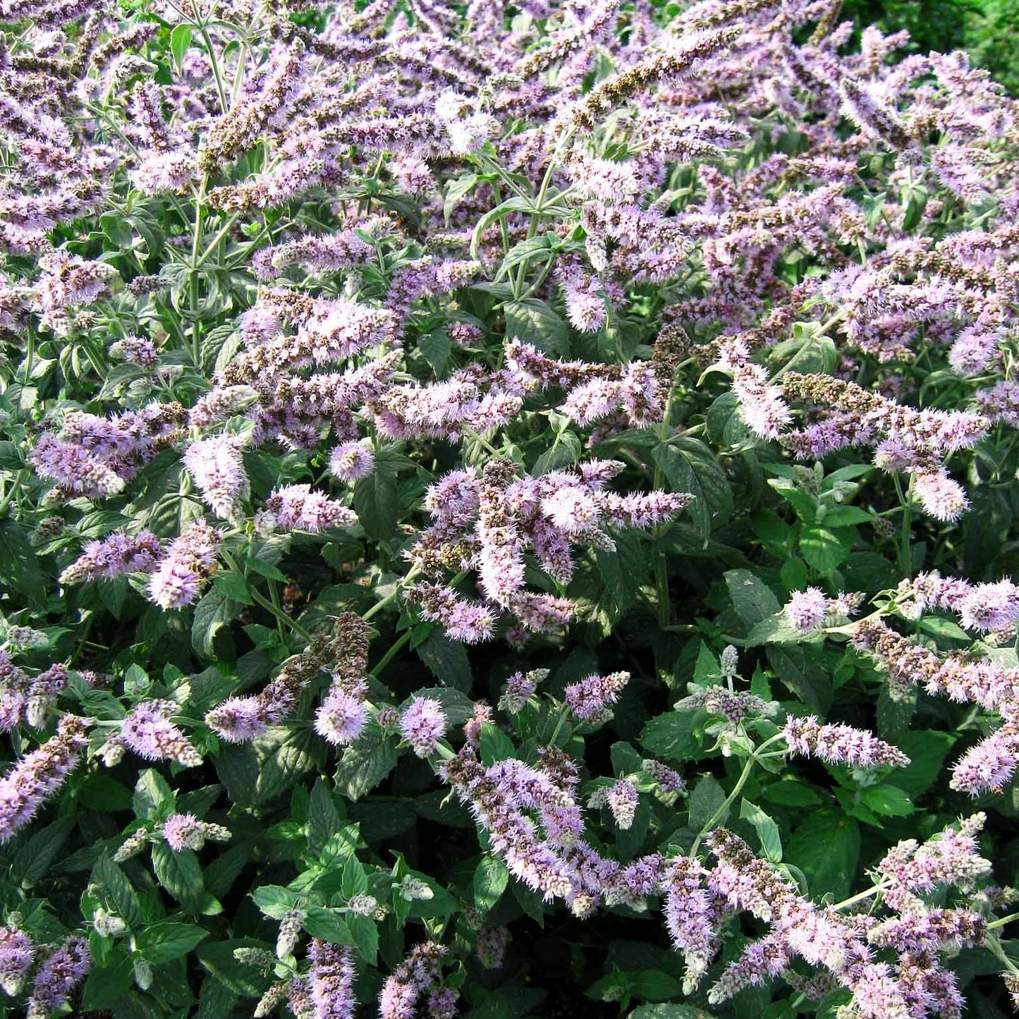 Silber-Minze 'Buddleia' (Mentha longifolia)