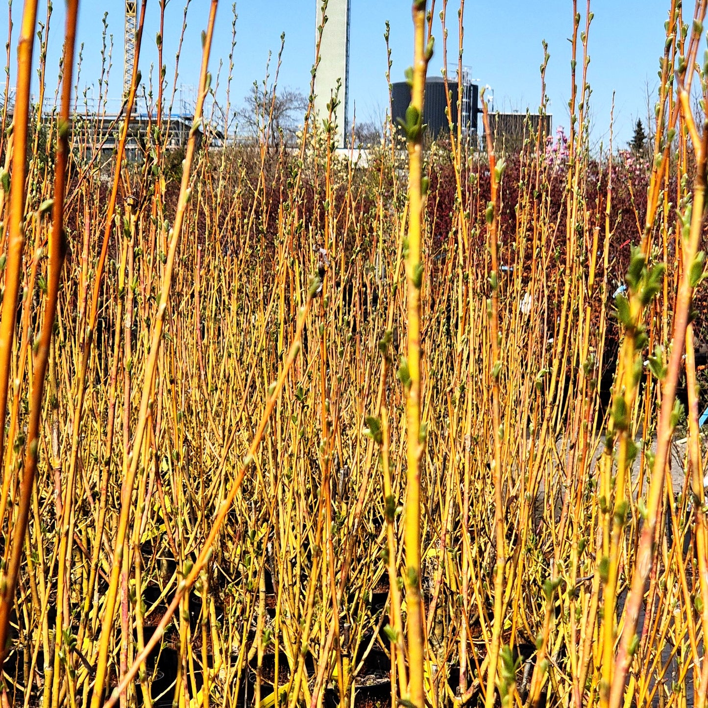 Silber-Weide 'Chermesina' (Salix alba)