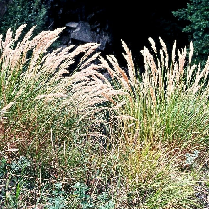 Silberährengras (Achnatherum calamagrostis)