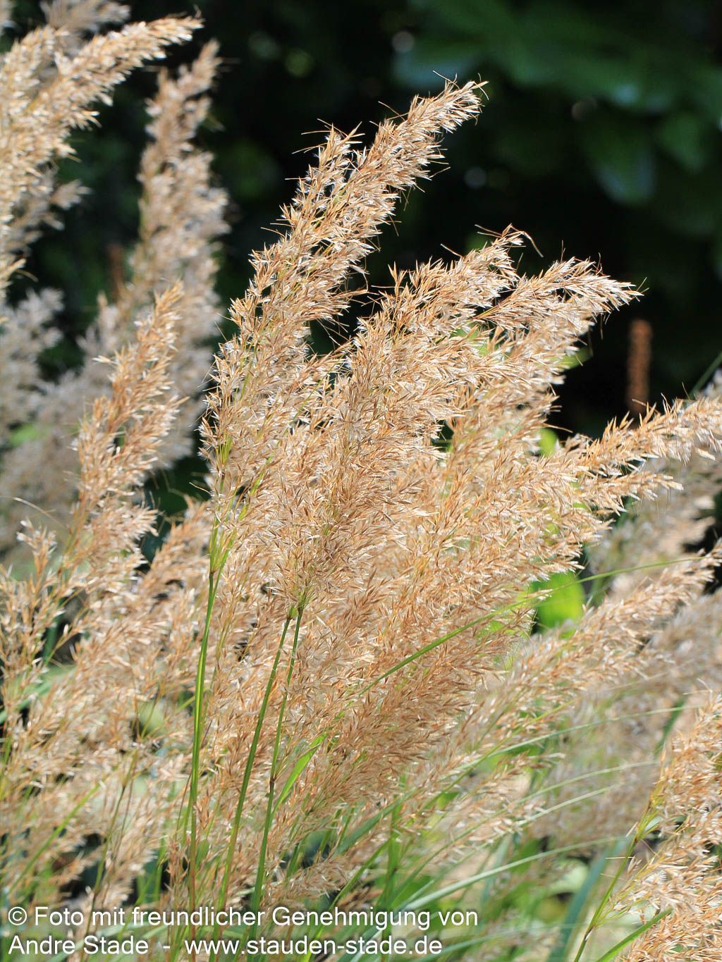 Silberährengras 'Algäu' (Achnatherum calamagrostis)