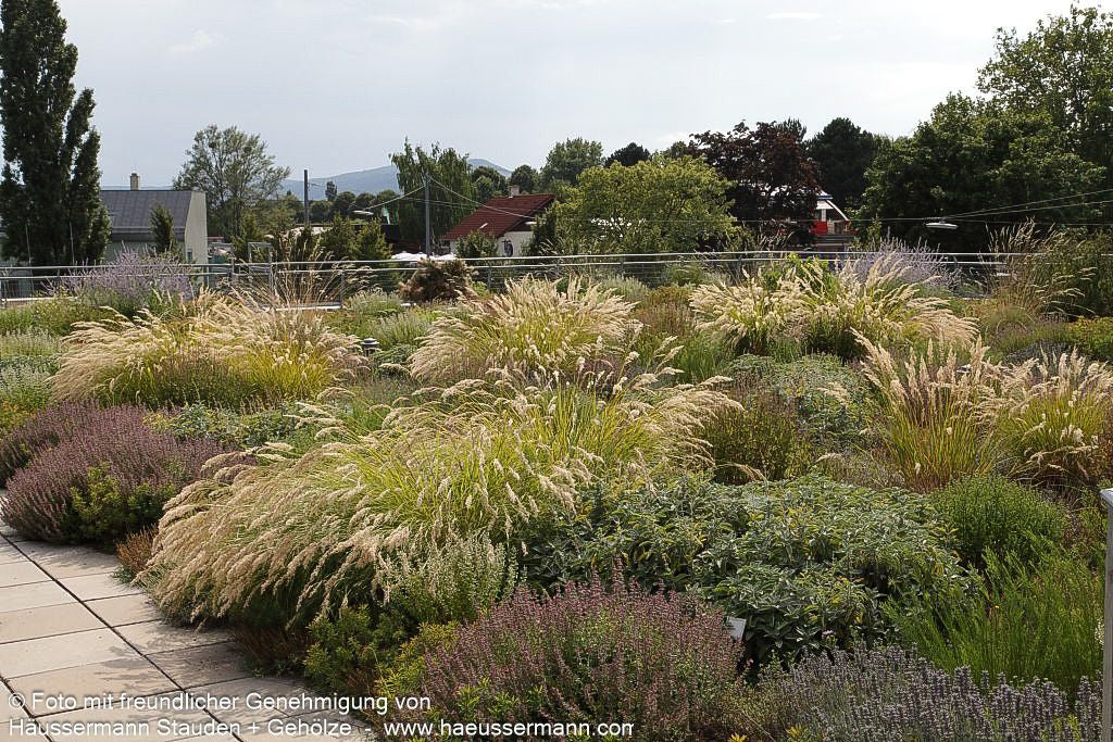 Silberährengras 'Algäu' (Achnatherum calamagrostis)