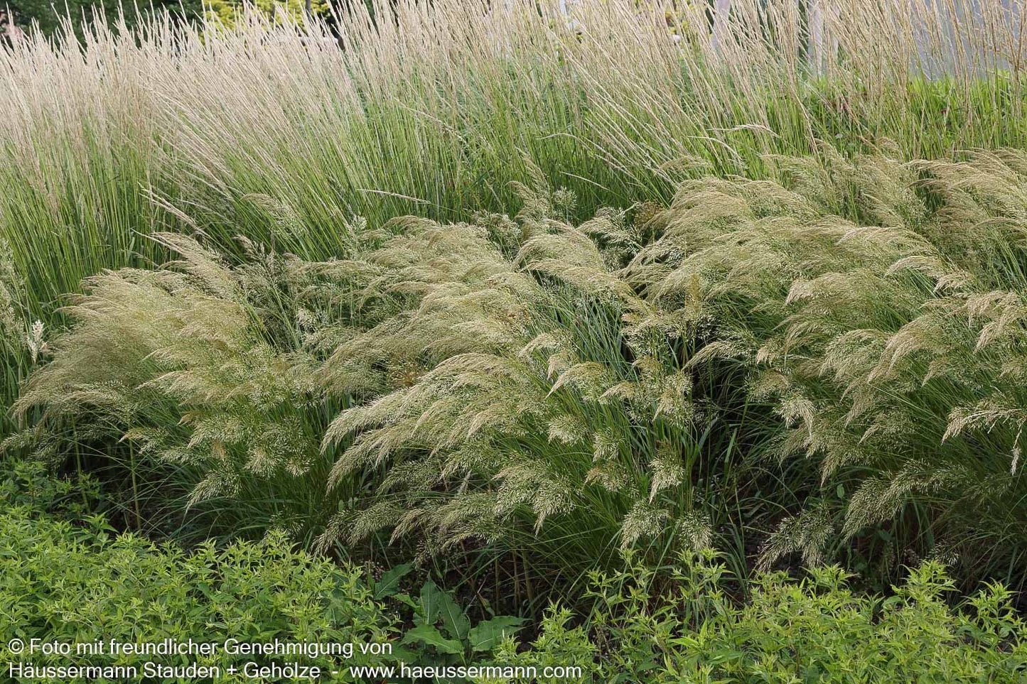 Silberährengras 'Algäu' (Achnatherum calamagrostis)