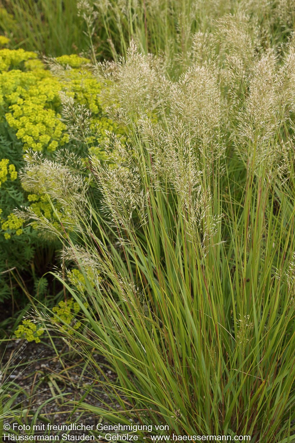 Silberährengras 'Algäu' (Achnatherum calamagrostis)