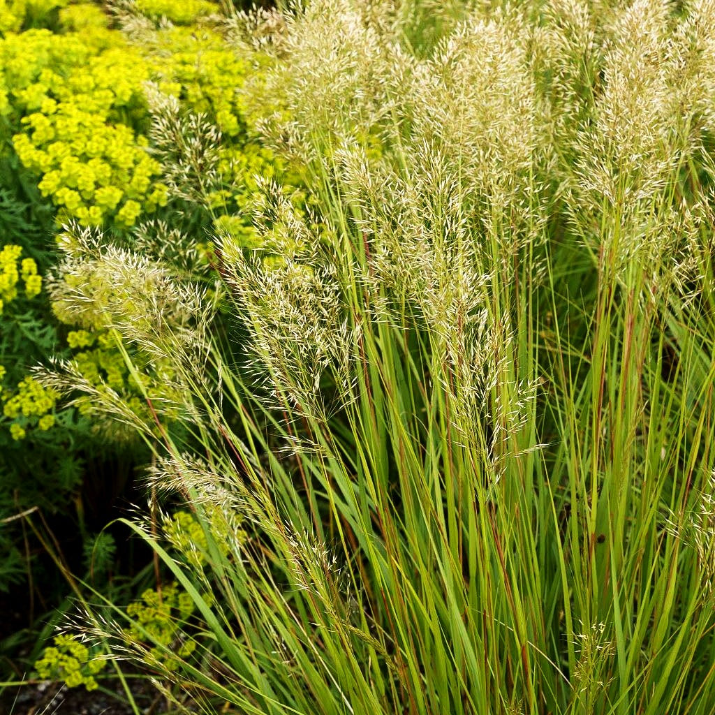 Silberährengras 'Algäu' (Achnatherum calamagrostis)