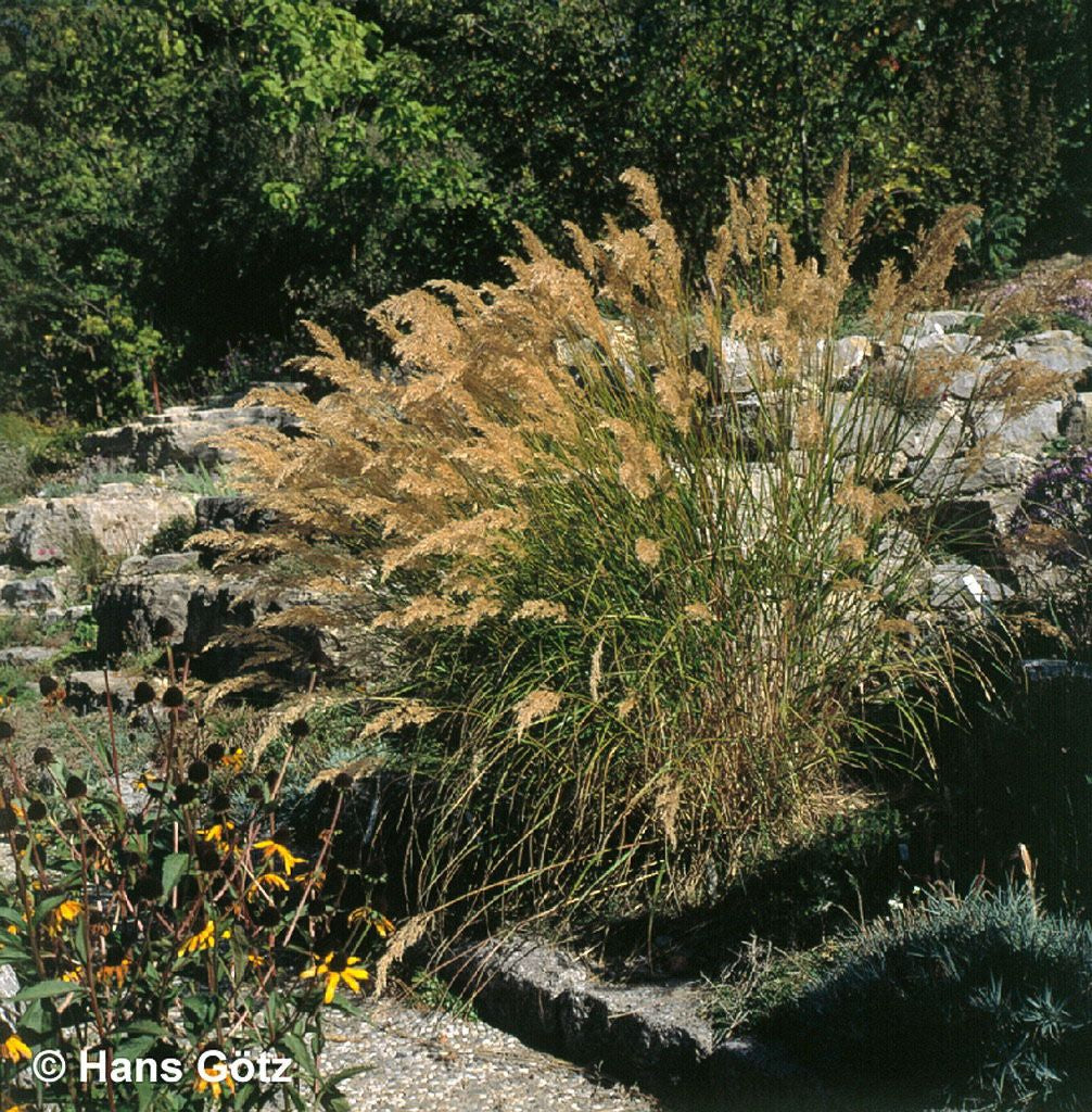 Silberährengras 'Lemperg' (Achnatherum calamagrostis)