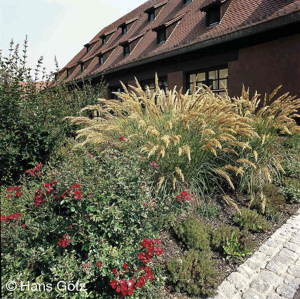 Silberährengras 'Lemperg' (Achnatherum calamagrostis)