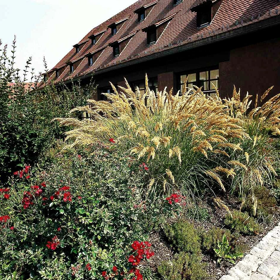 Silberährengras 'Lemperg' (Achnatherum calamagrostis)