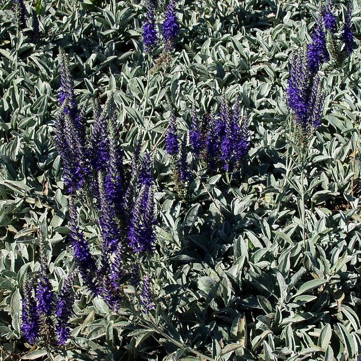 Silberblatt-Ehrenpreis (Veronica spicata ssp.incana)