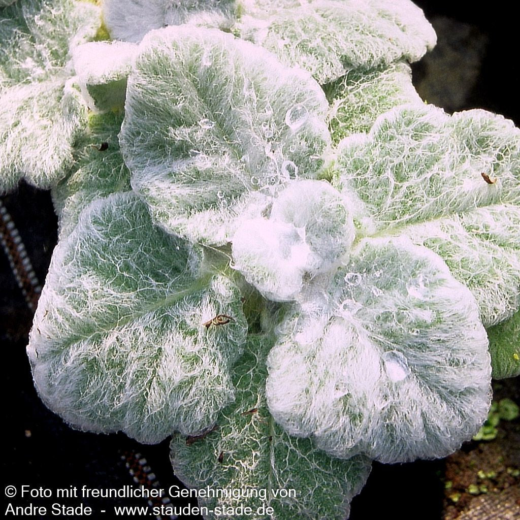 Silberblatt-Salbei (Salvia argentea)