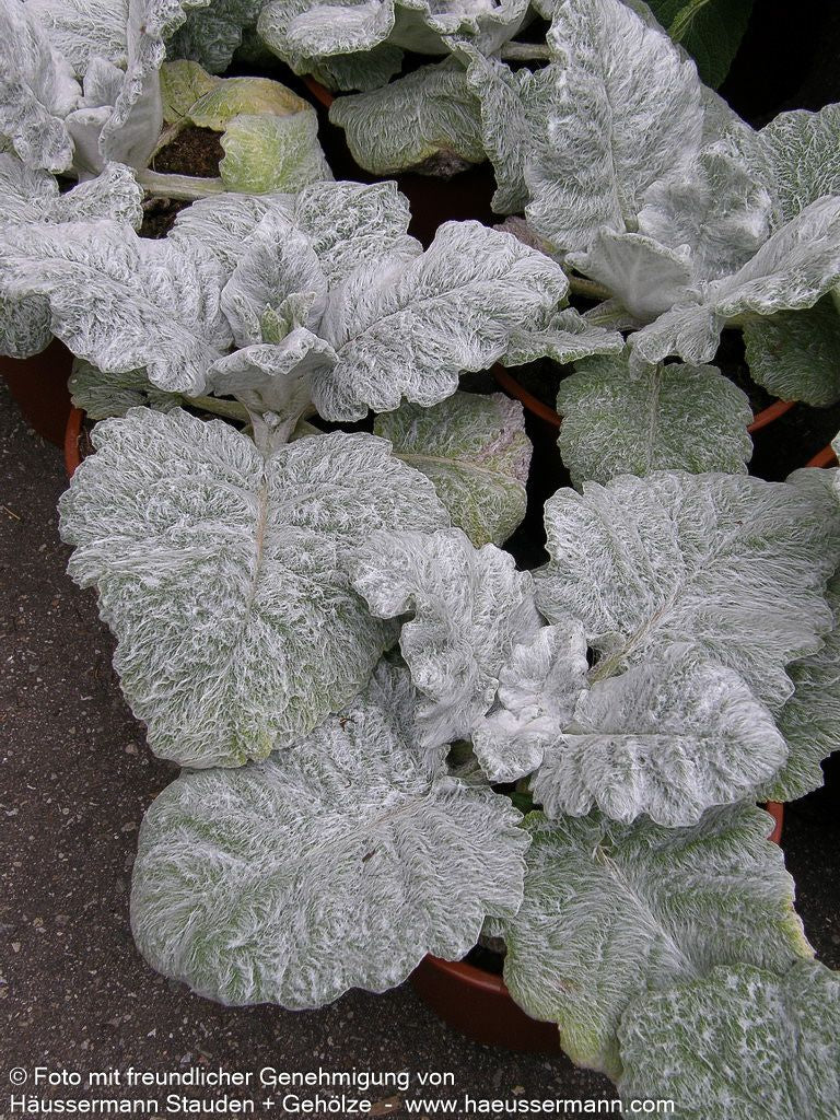 Silberblatt-Salbei (Salvia argentea)