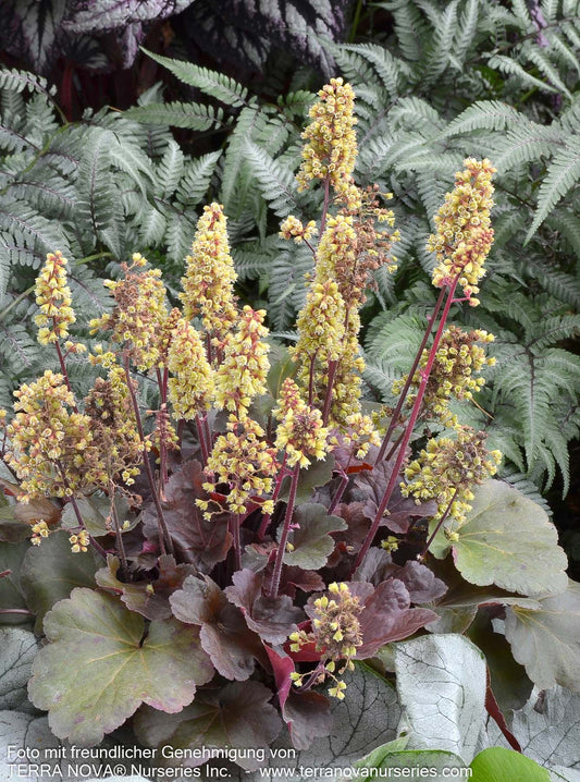 Silberglöckchen 'Blondie' (Heuchera x cult. LC)