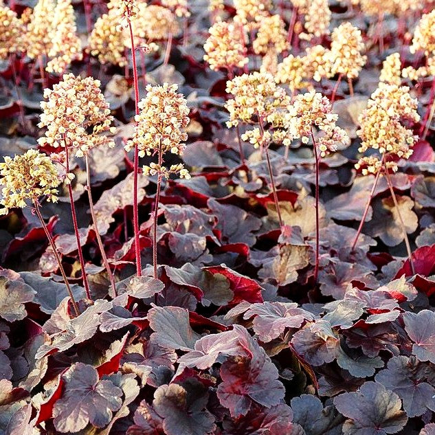 Silberglöckchen 'Blondie' (Heuchera x cult. LC)
