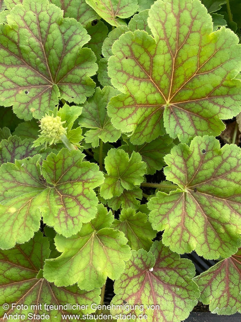 Silberglöckchen 'Blondie in Lime' (Heuchera x cult. LC)