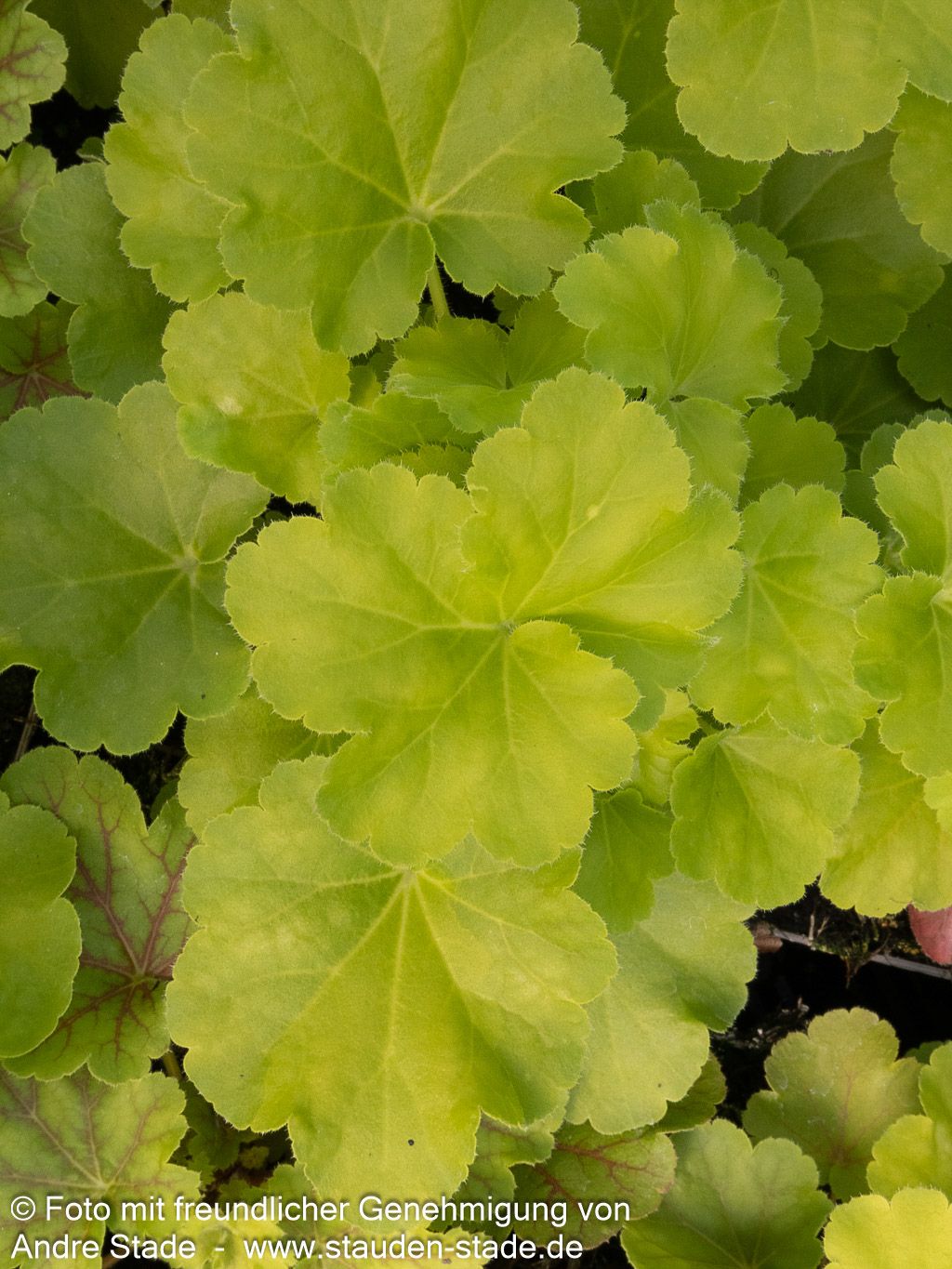 Silberglöckchen 'Blondie in Lime' (Heuchera x cult. LC)