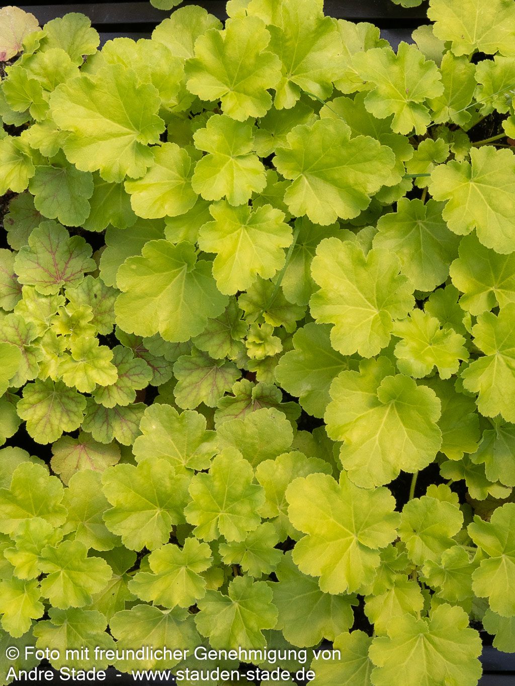 Silberglöckchen 'Blondie in Lime' (Heuchera x cult. LC)