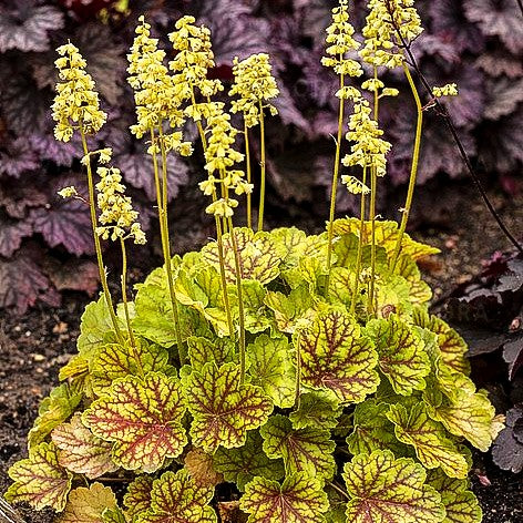 Silberglöckchen 'Blondie in Lime' (Heuchera x cult. LC)