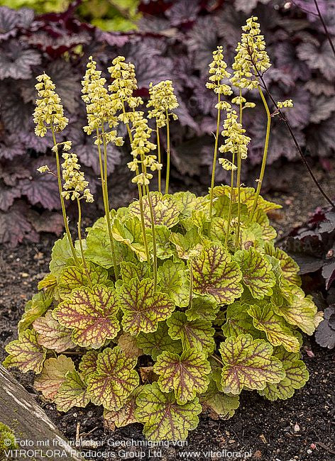 Silberglöckchen 'Blondie in Lime' (Heuchera x cult. LC)