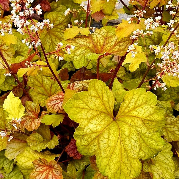 Silberglöckchen 'Champagne' (Heuchera x cult.)