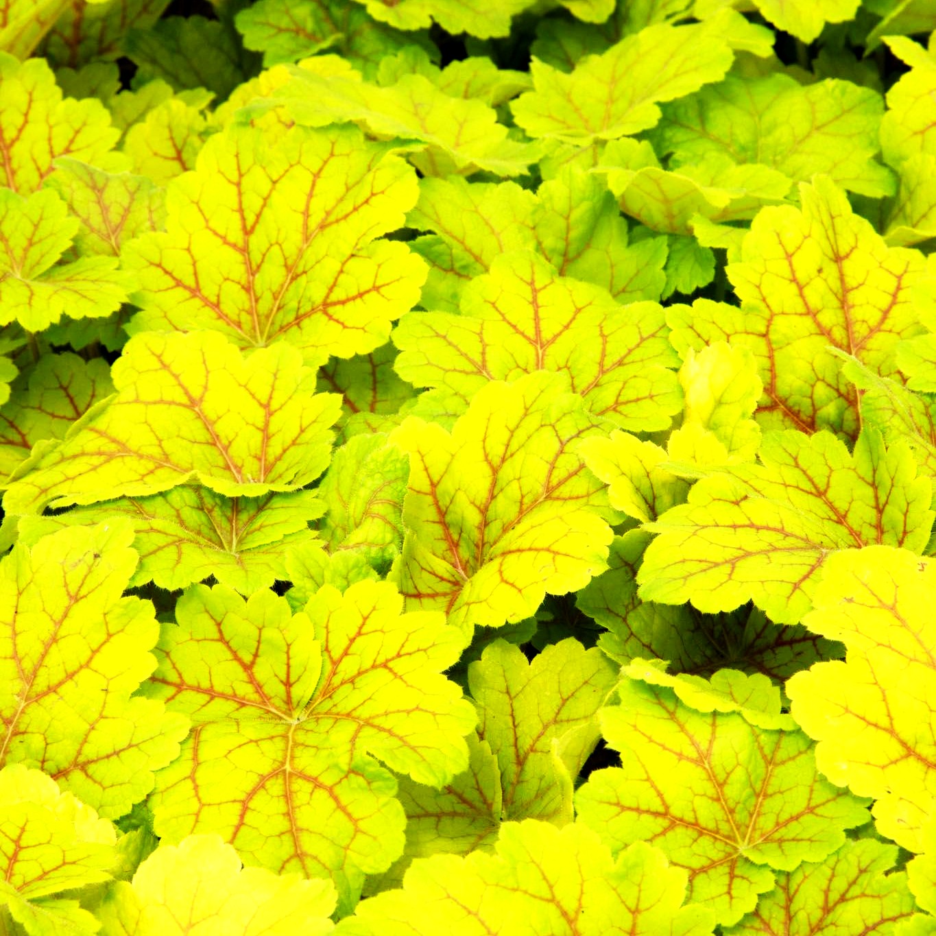 Silberglöckchen 'Electra' (Heuchera x cult.)