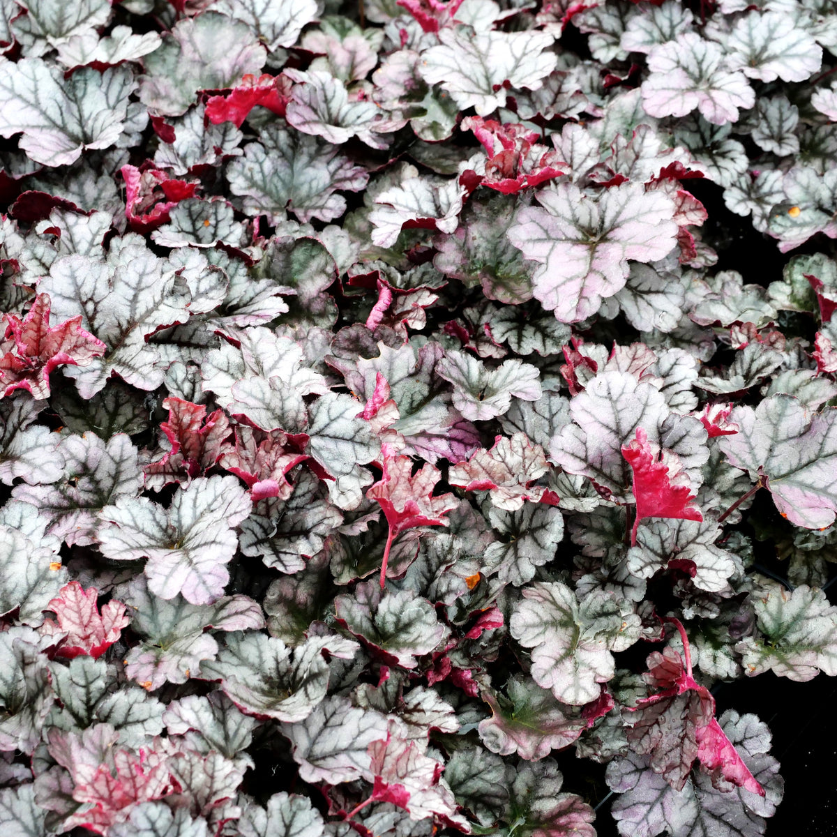 Silberglöckchen 'Frappe' (Heuchera x cult. WC)