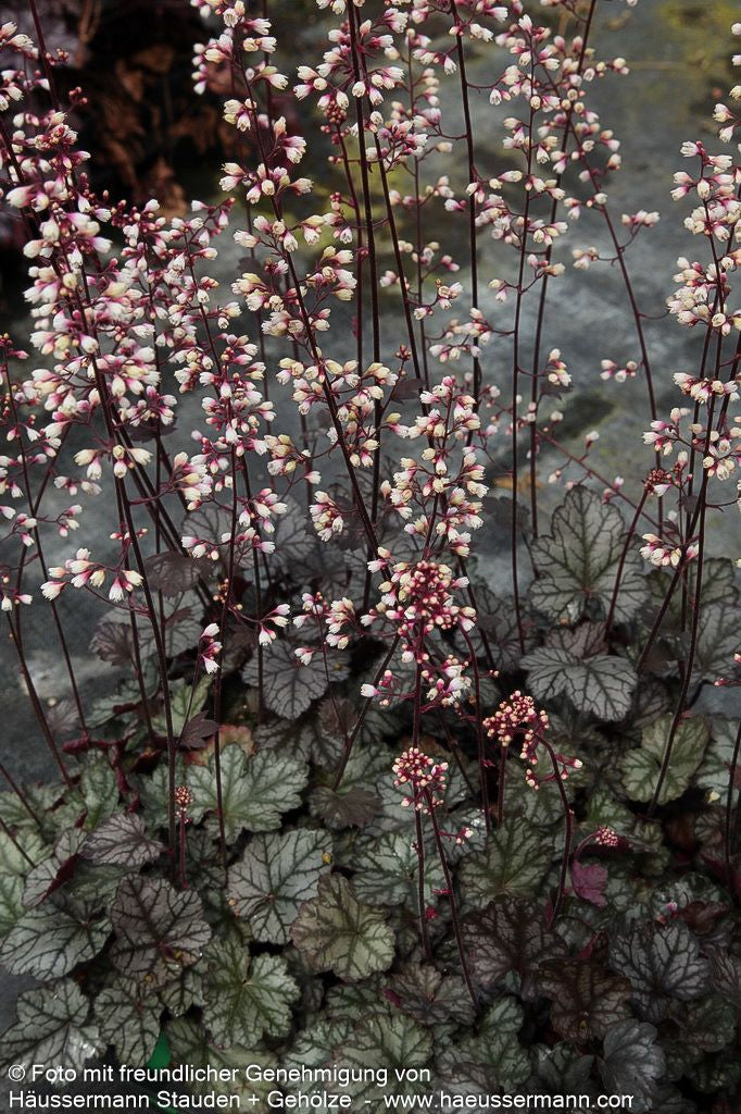 Silberglöckchen 'Jade Gloss' (Heuchera micrantha)