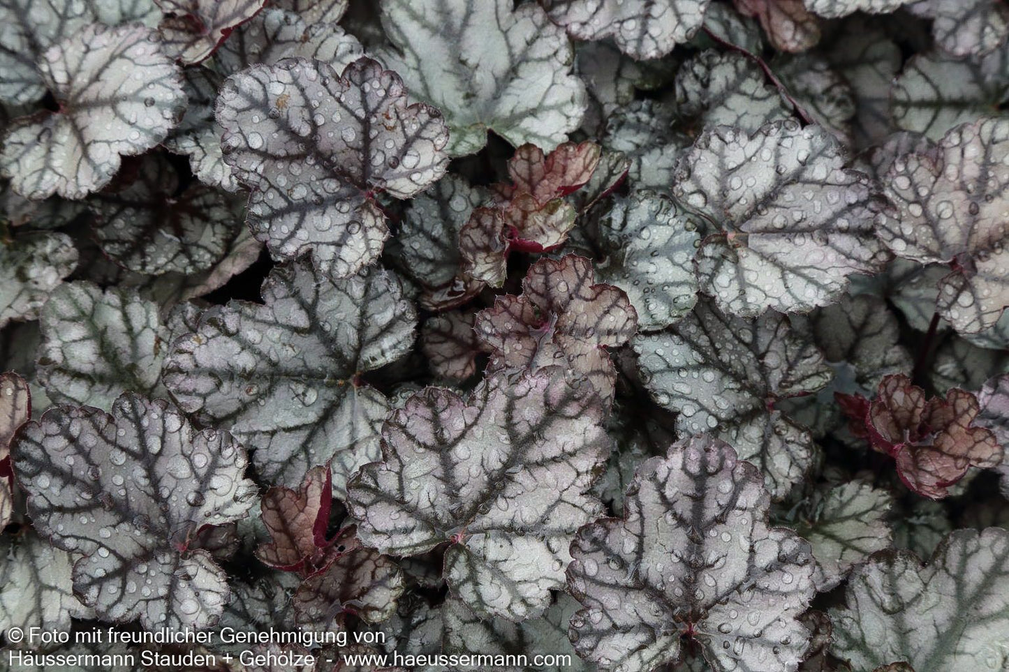 Silberglöckchen 'Jade Gloss' (Heuchera micrantha)