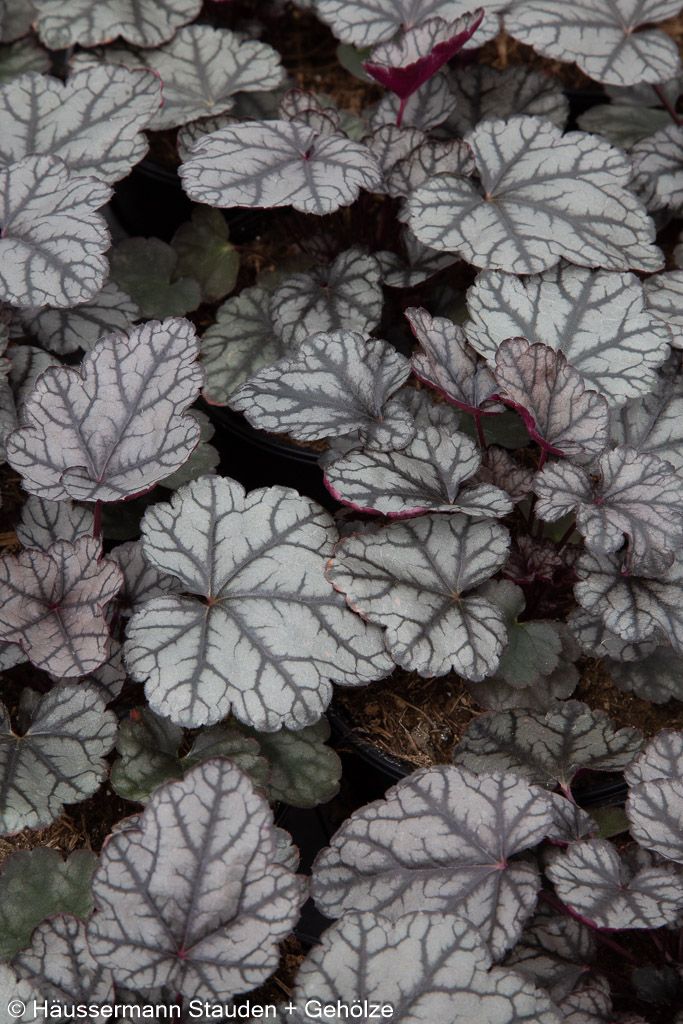 Silberglöckchen 'Jade Gloss' (Heuchera micrantha)