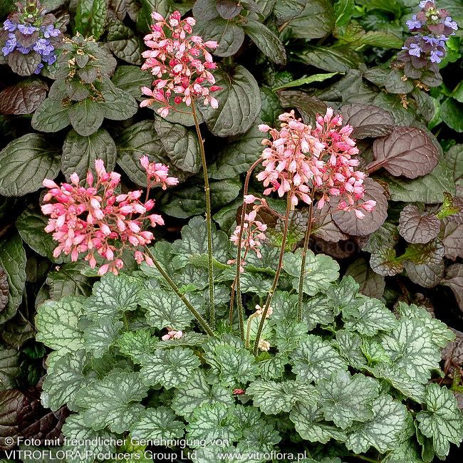 Silberglöckchen 'Peppermint' (Heuchera x cult. LC)