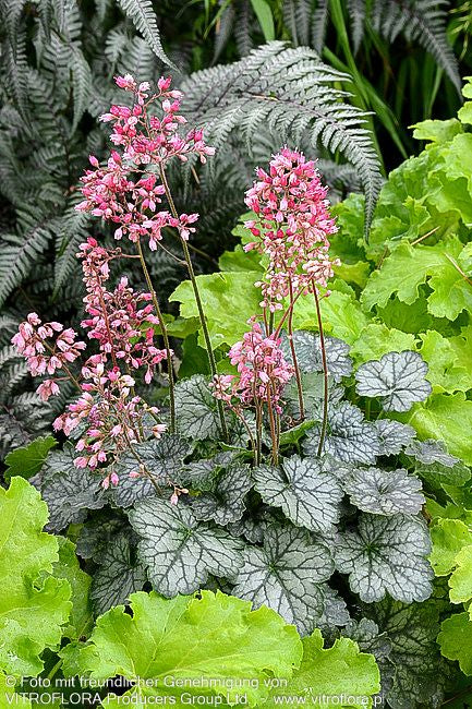 Silberglöckchen 'Peppermint' (Heuchera x cult. LC)