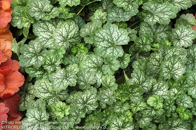 Silberglöckchen 'Peppermint' (Heuchera x cult. LC)