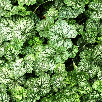 Silberglöckchen 'Peppermint' (Heuchera x cult. LC)