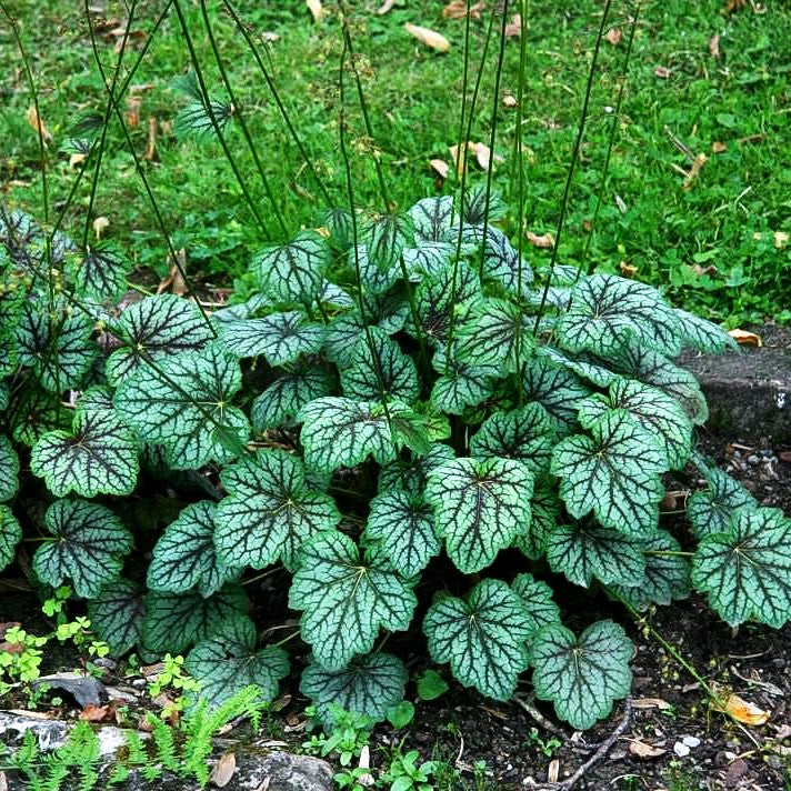 Silberglöckchen 'Venus' (Heuchera x cult.)