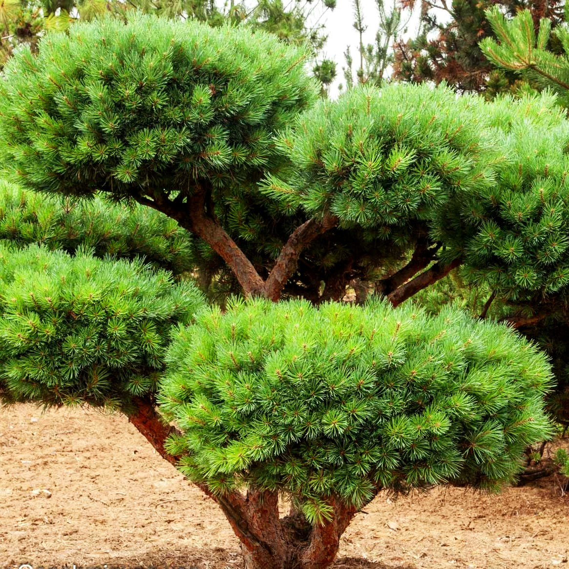 Silbergraue Strauch-Kiefer 'Watereri' (Pinus sylvestris)