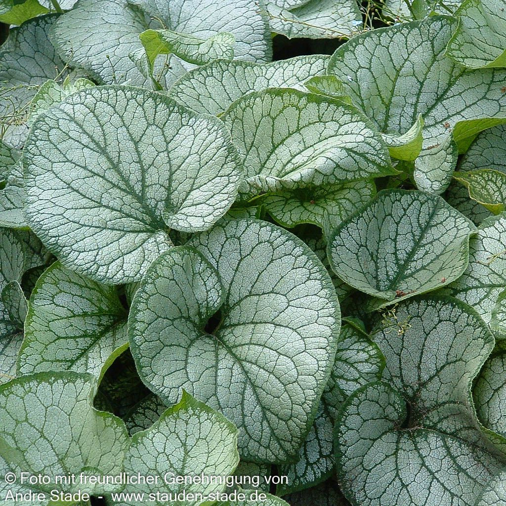 Silberlaubiges Kaukasusvergissmeinnicht 'Jack Frost' (Brunnera macrophylla)
