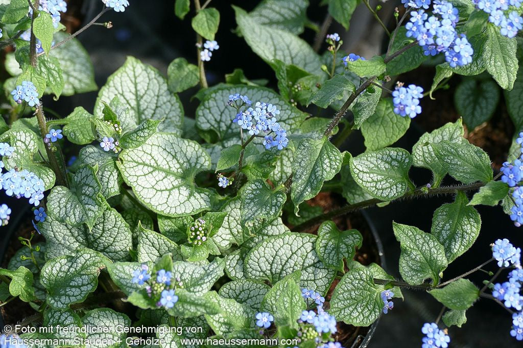 Silberlaubiges Kaukasusvergissmeinnicht 'Jack Frost' (Brunnera macrophylla)