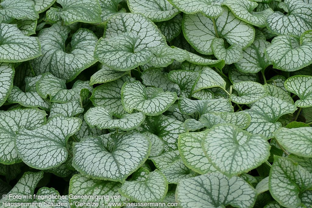 Silberlaubiges Kaukasusvergissmeinnicht 'Jack Frost' (Brunnera macrophylla)