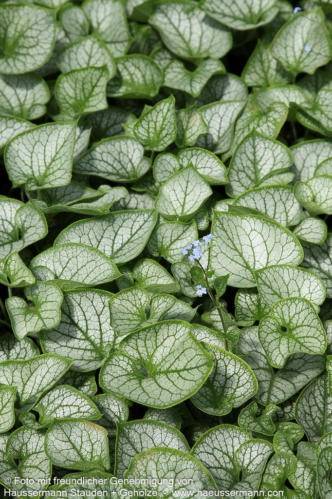 Silberlaubiges Kaukasusvergissmeinnicht 'Jack Frost' (Brunnera macrophylla)