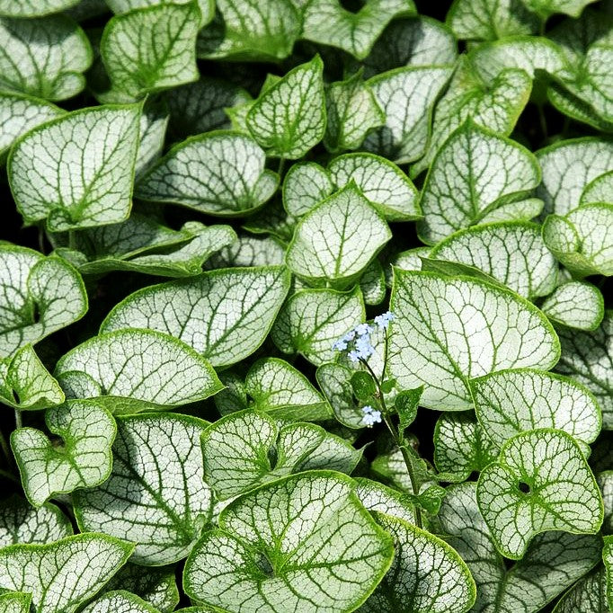 Silberlaubiges Kaukasusvergissmeinnicht 'Jack Frost' (Brunnera macrophylla)