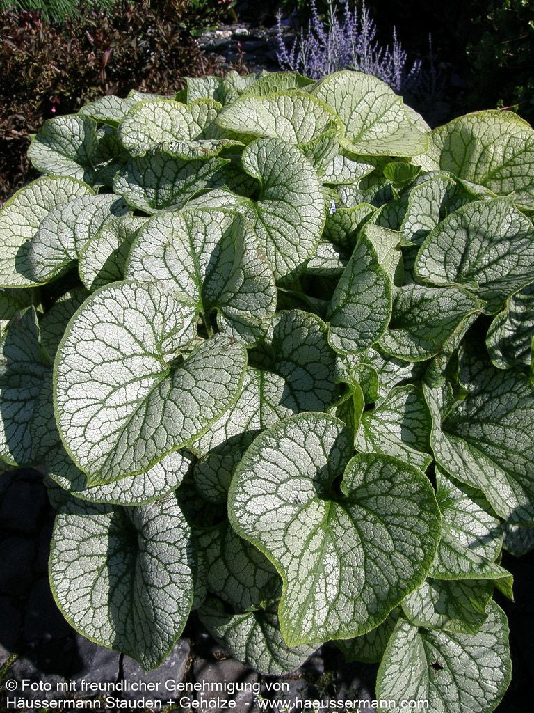 Silberlaubiges Kaukasusvergissmeinnicht 'Jack Frost' (Brunnera macrophylla)