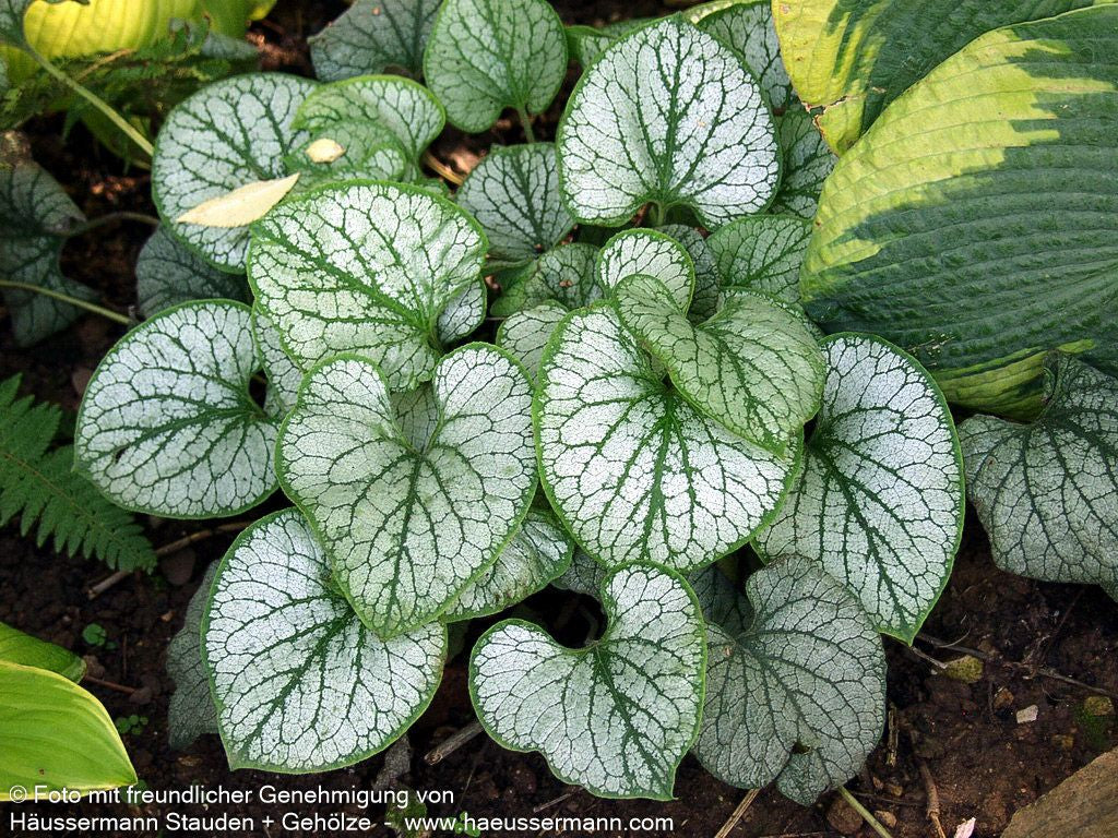 Silberlaubiges Kaukasusvergissmeinnicht 'Jack Frost' (Brunnera macrophylla)